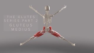 The Glutes Series Part 2 Gluteus Medius 3D Animation [upl. by Shandeigh]