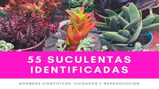 55 SUCULENTAS IDENTIFICADAS  Nombres científicos cuidados y reproducción [upl. by Atneuqal]