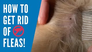 How to get rid of Fleas Naturally [upl. by Green]