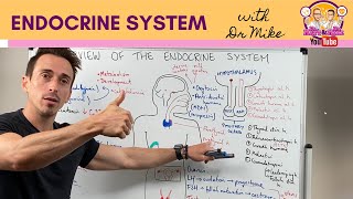 Overview of the Endocrine System [upl. by Quartus]