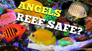 Angel Fish Reef Safe [upl. by Corena]