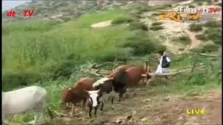 Eritrean bilen music by Temesgen Michealu merina [upl. by Ahseinet]