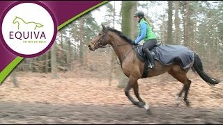 Reiten  Konditionstraining im Wald [upl. by Nathanael587]