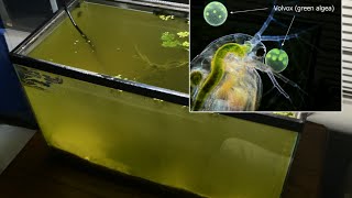 Raising Daphnia for the Freshwater Aquarium [upl. by Anana]