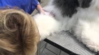 Primping an Old English Sheepdog for show [upl. by Euqimod]