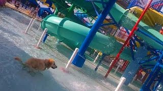 Dog Poops in a Water Park Super Pooper Sunday 37 [upl. by Pegasus484]