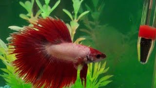 Watch A Male Betta Fighting Fish Show Off [upl. by Eutnoj]