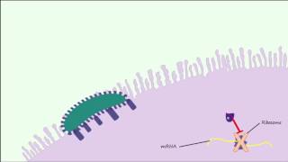 Microbiology Escherichia coli Biochemical testing interpretation [upl. by Nyrtak]