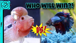 BETTA FISH VS FLOWERHORN STAREDOWN Fish Battle Royale [upl. by Kealey736]