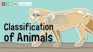 Classification of Animals [upl. by Heck]