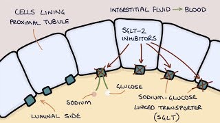 How does Dapagliflozin work Understanding SGLT2 inhibitors [upl. by Leimad]