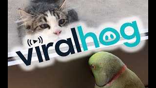 Parrot Plays PeekaBoo with Neighbors Cat  ViralHog [upl. by Oruam457]