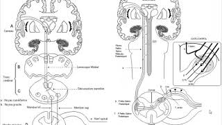 🔴Neurologie Compression Médullaire Lentes [upl. by Welcy664]