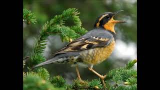 varied thrush sound singing [upl. by Cence498]