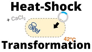 HeatShock Transformation Protocol for Bacteria [upl. by Jon]