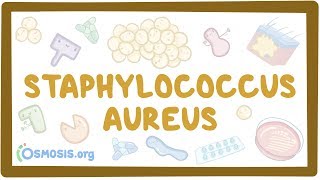 Staphylococcus aureus [upl. by Cohby]