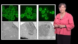 Susan Lindquist Whitehead MIT  HHMI 1b Protein Folding in Neurodegenerative Disease [upl. by Naillil158]