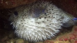 Pufferfishes Boxfishes amp Porcupinefishes  Reef Life of the Andaman  Part 11 [upl. by Philender]