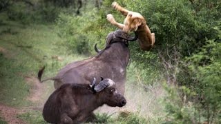 BEST documentary LION vs BUFFALO in HD 2015 [upl. by Adias]