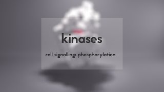 Cell signalling kinases amp phosphorylation [upl. by Ehrman]