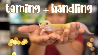 How I TAME and HANDLE my Leopard Gecko [upl. by Concettina228]