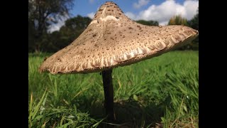 Parasol Mushroom Identification Macrolepiota procera [upl. by Neelahtak]