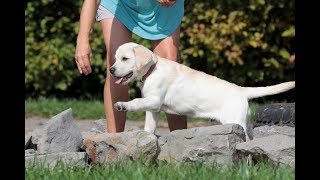 Labrador Retriever Puppy Search and Rescue Training Part 1 [upl. by Alic]