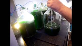 How to Culture Phytoplankton [upl. by Zerep]