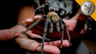 Giant Tarantula Shows Its Fangs [upl. by Leban]