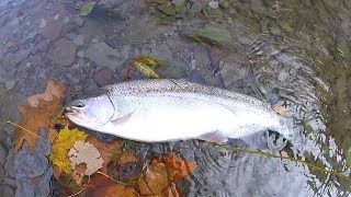 Erie Steelhead Tips and Techniques for Elk and Walnut Creek [upl. by Lieberman]