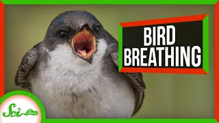 Reptiles Breathing Hack Helped Birds Dominate the Air [upl. by Burnie]