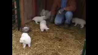 Maremma Sheepdog puppies [upl. by Lig231]