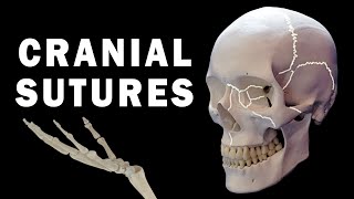 CRANIAL SUTURES ANATOMY [upl. by Nealy]