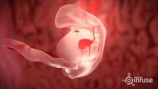 Fetal Development 3D Animation  Infuse Medical [upl. by Grewitz]