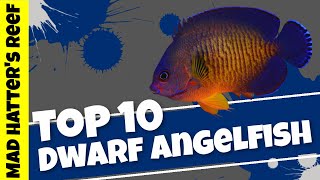 Top 10 Dwarf Angelfish [upl. by Ardnek849]