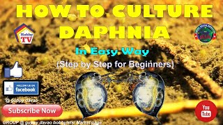 HOW TO CULTURE DAPHNIA In Easy Way [upl. by Florian]