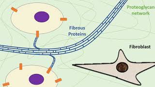 The Extracellular Matrix [upl. by Kelci]