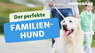 5 tolle Familienhunde [upl. by Hibbitts]