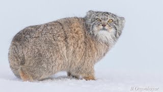 Pallas Cat Steppe Wildlife Conservation Research [upl. by Albert]