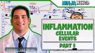 Immunology  Inflammation Cellular Events Part 2 [upl. by Arreis]