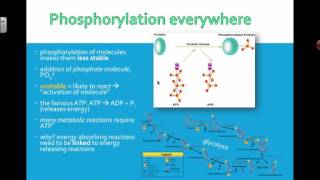 Phosphorylation 2016 IB Biology [upl. by Ymled]