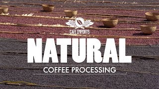 Natural Coffee Processing [upl. by Snowber]