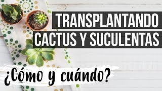 ¿CÓMO Y CUÁNDO TRANSPLANTAR SUCULENTAS Y CACTUS [upl. by Ielerol]