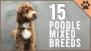 15 Poodle Mix Breeds That Will Melt Your Heart [upl. by Quinby834]