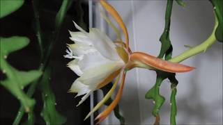 Epiphyllum anguliger fishbone cactus time lapse [upl. by Decrem635]