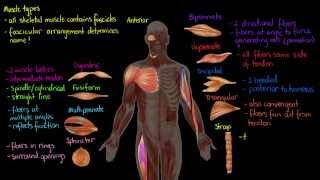 Muscle Types [upl. by Cariotta471]