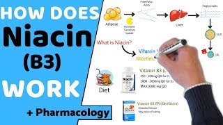 How does Niacin B3 Work  Pharmacology [upl. by Thea]