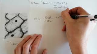 Calculating magnification Microscope calculations [upl. by Lleda512]