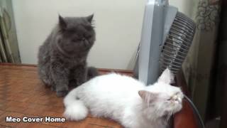 Cats Mating for the first time Cats on heat How Cats mate [upl. by Mickey]