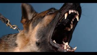 Angry DOG Bark amp Growl Sound Effects [upl. by Claud]